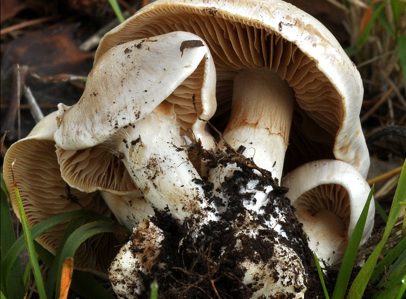 Cortinarius bianco.